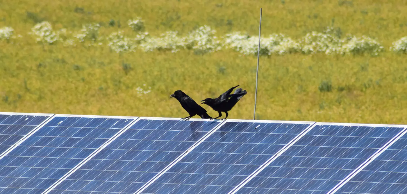 Solar Panel Bird Damage How To Prevent It And Stop It Now Discover Solar Power