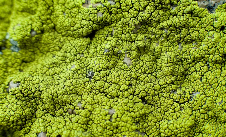 Green lichen