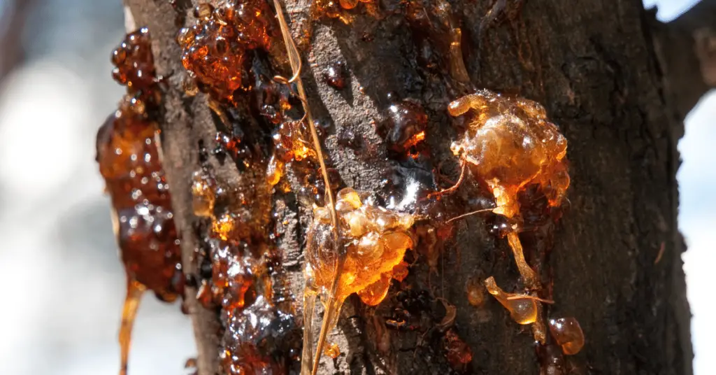 Sticky and hardened tree sap on an old tree.